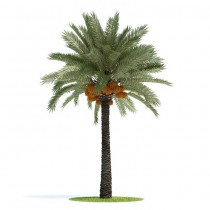 Giardini di Palestina di sab 11/02