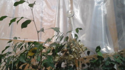 albero chiave inglese