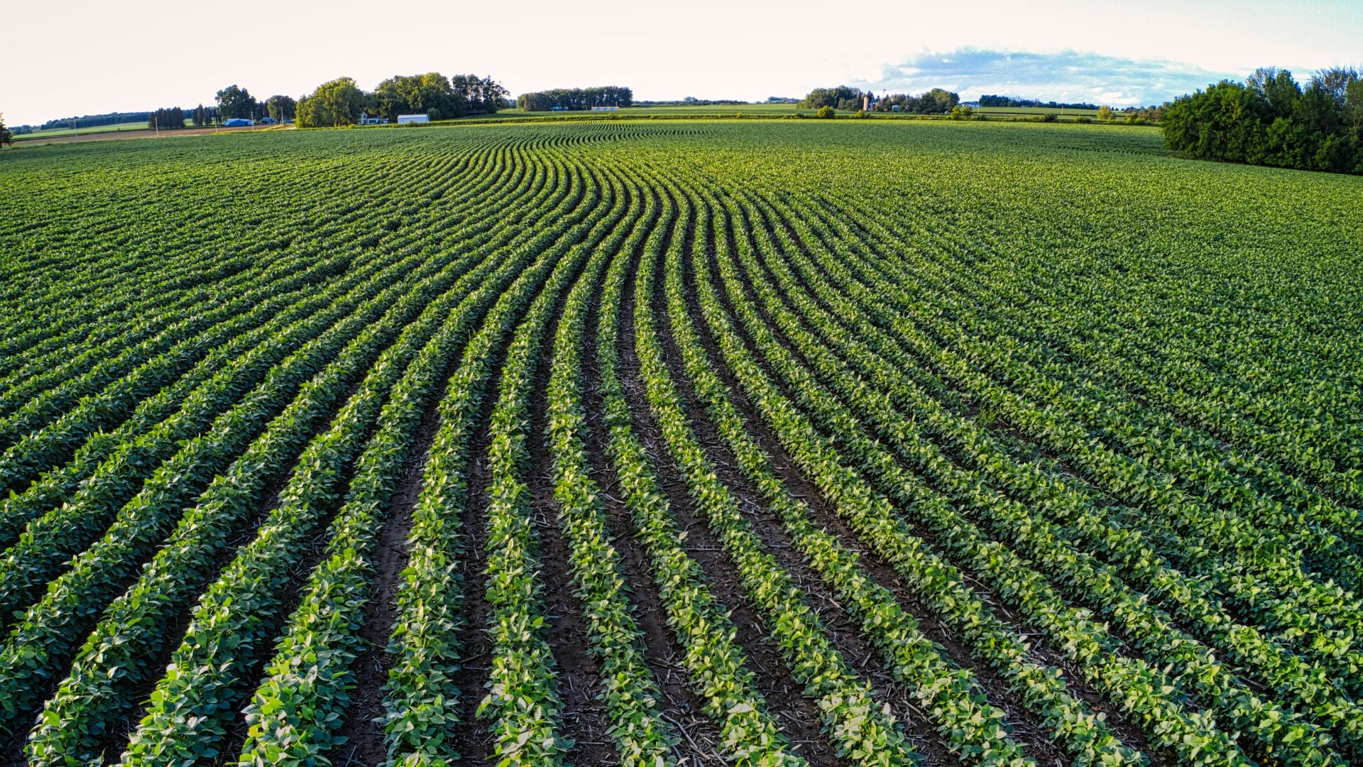 un campo coltivato