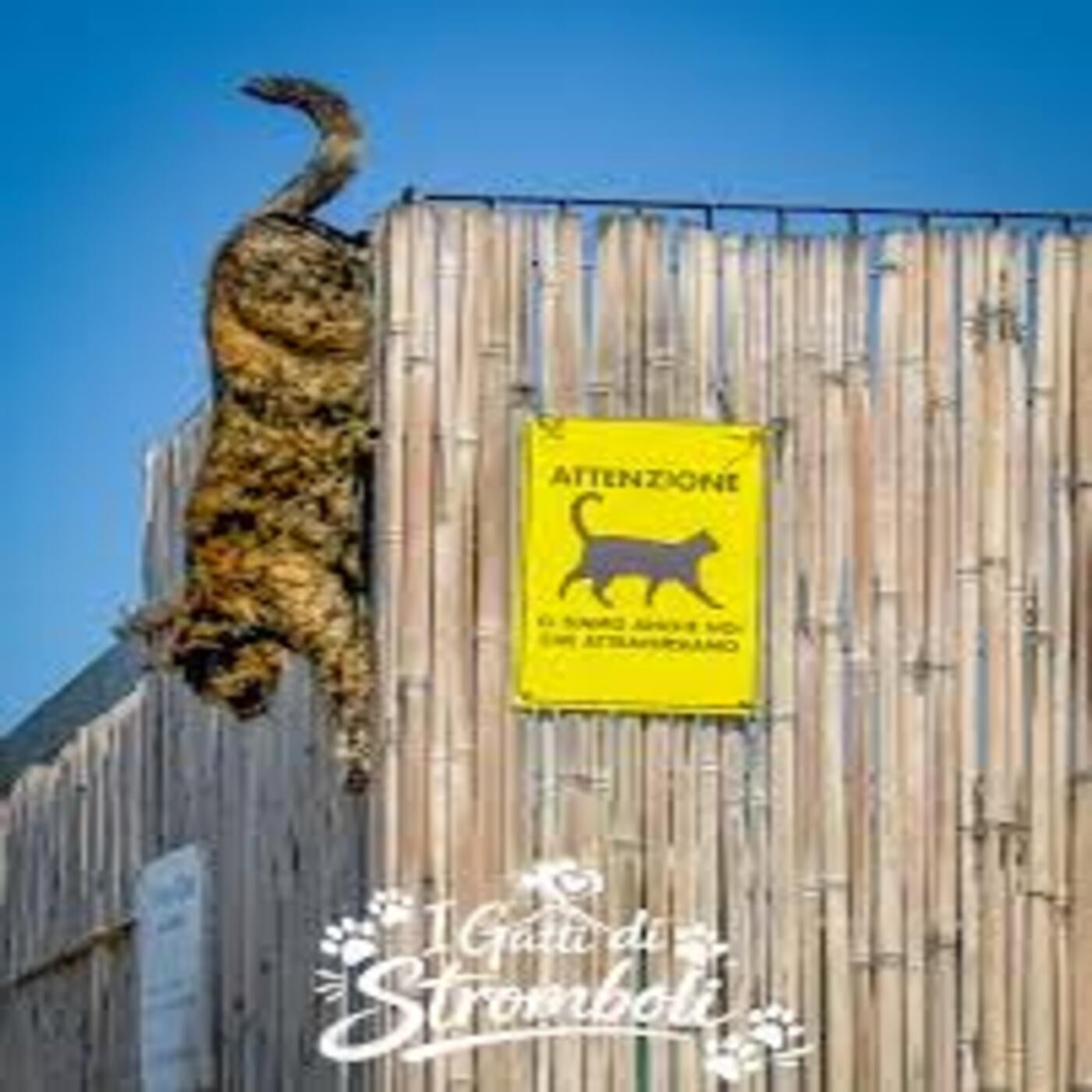 Considera l’armadillo di venerdì 03/04/2026