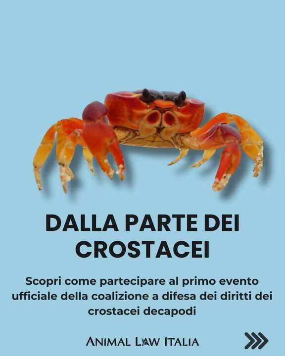 Considera l’armadillo di lunedì 06/10/2025