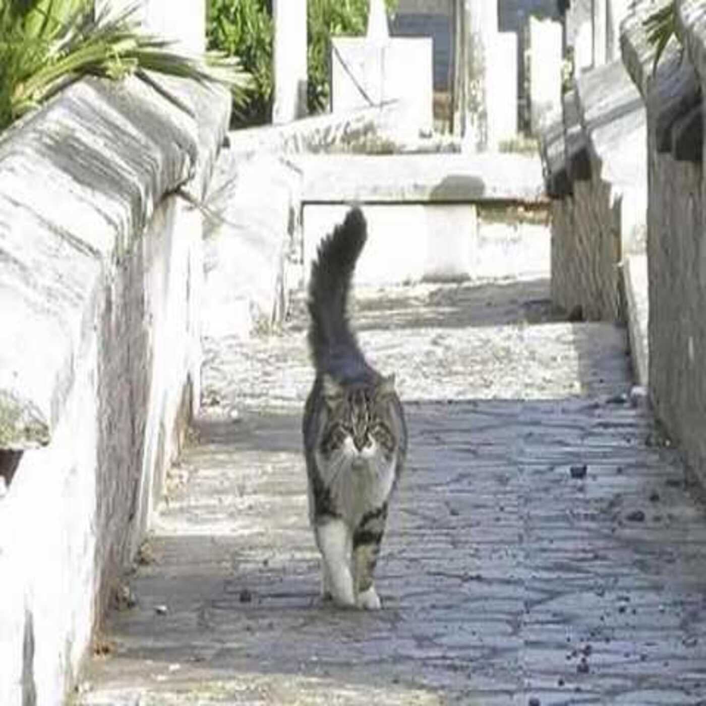 Considera l’armadillo di venerdì 10/04/2026