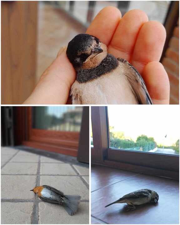 Considera l’armadillo di martedì 13/01/2026