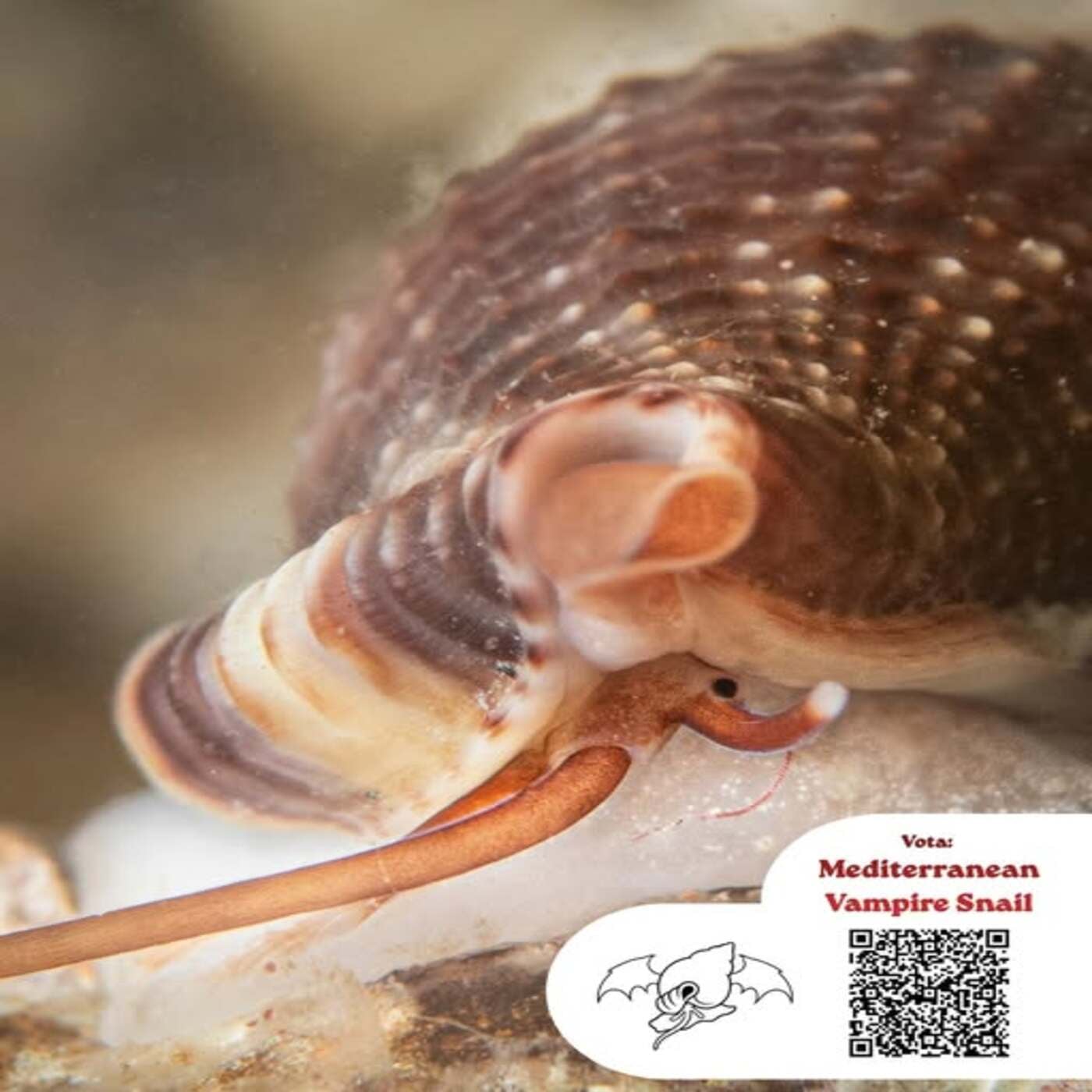 Considera l’armadillo di venerdì 17/04/2026