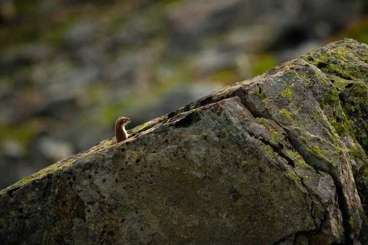 Considera l’armadillo di mercoledì 17/12/2025