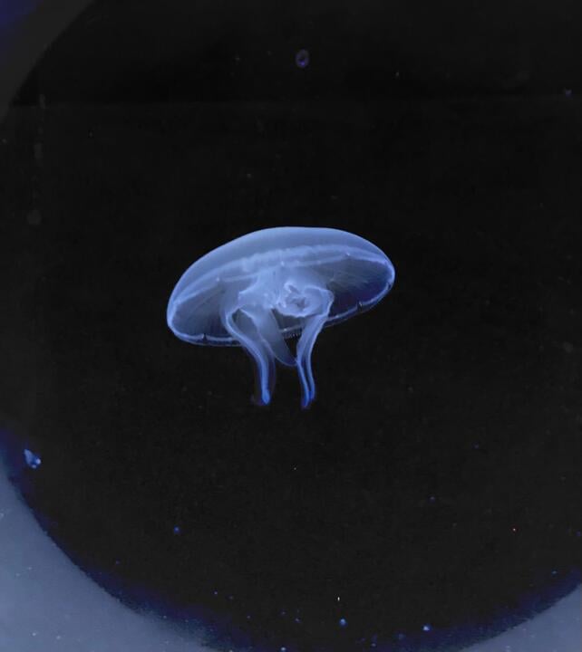 Considera l’armadillo di giovedì 20/11/2025