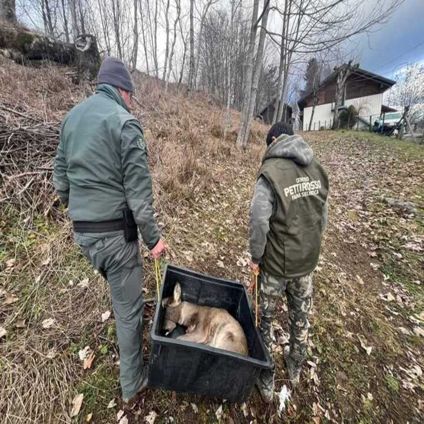 Considera l’armadillo di mercoledì 21/01/2026