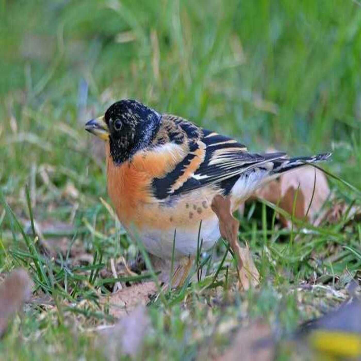 Considera l’armadillo di mercoledì 22/04/2026