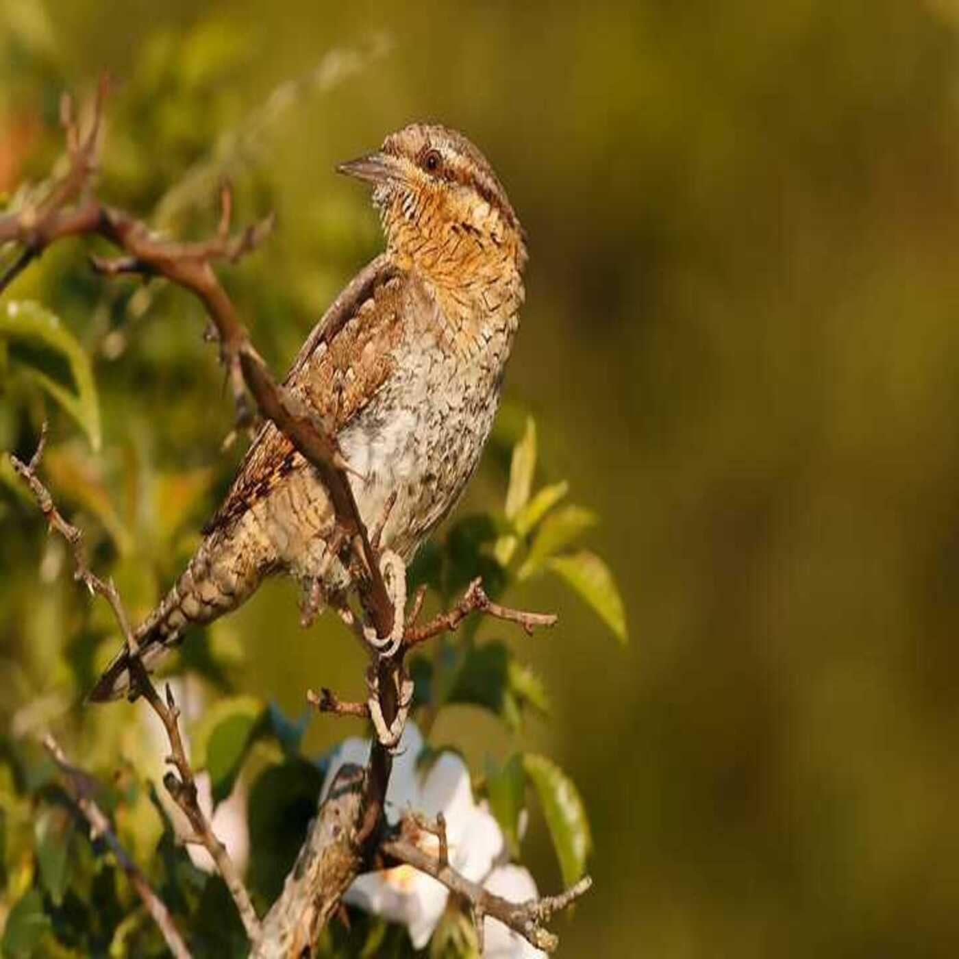 Considera l’armadillo di martedì 24/02/2026