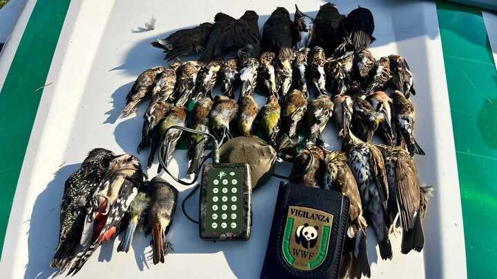 Considera l’armadillo di giovedì 27/11/2025