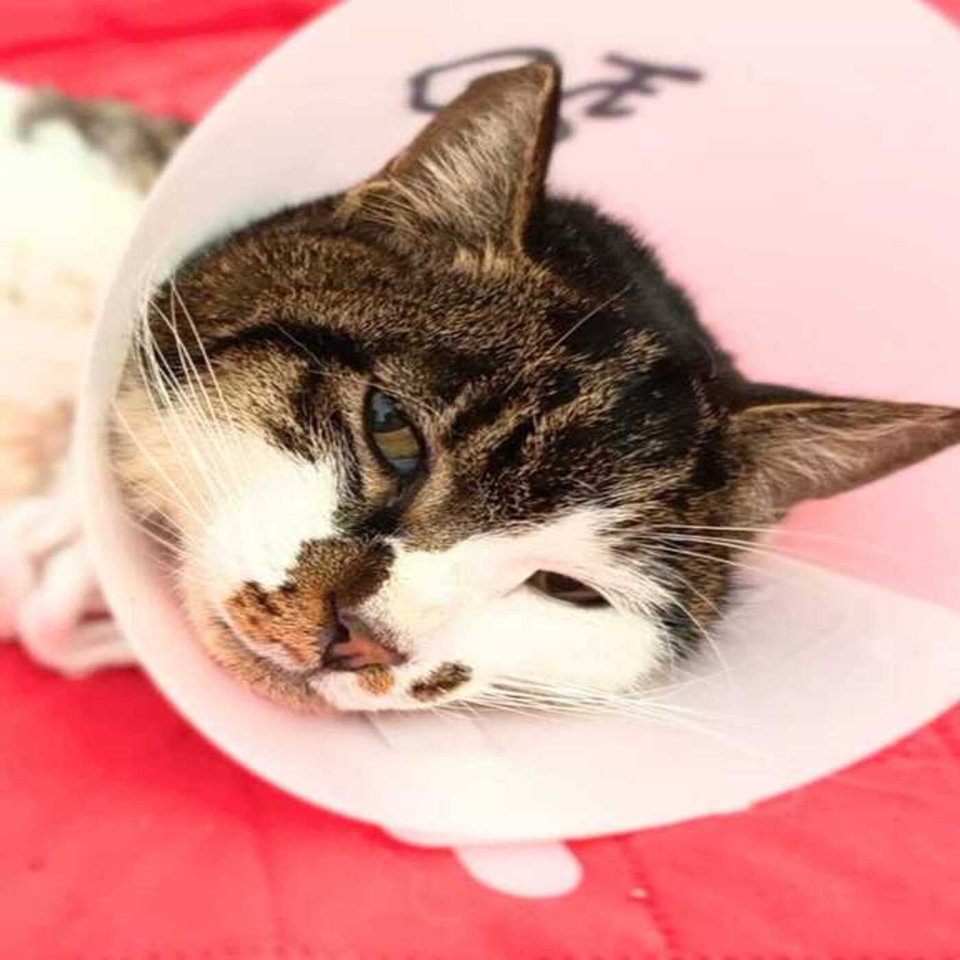 Considera l’armadillo di martedì 28/04/2026