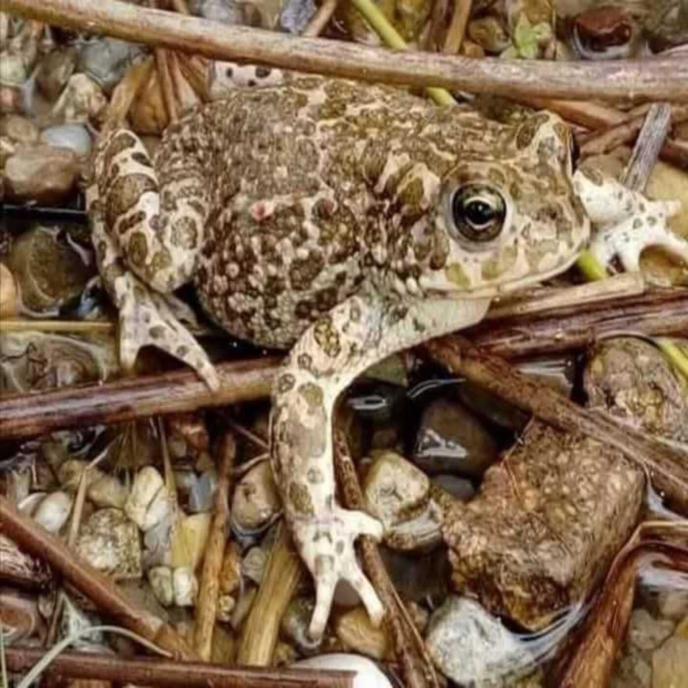 Considera l’armadillo di giovedì 29/01/2026