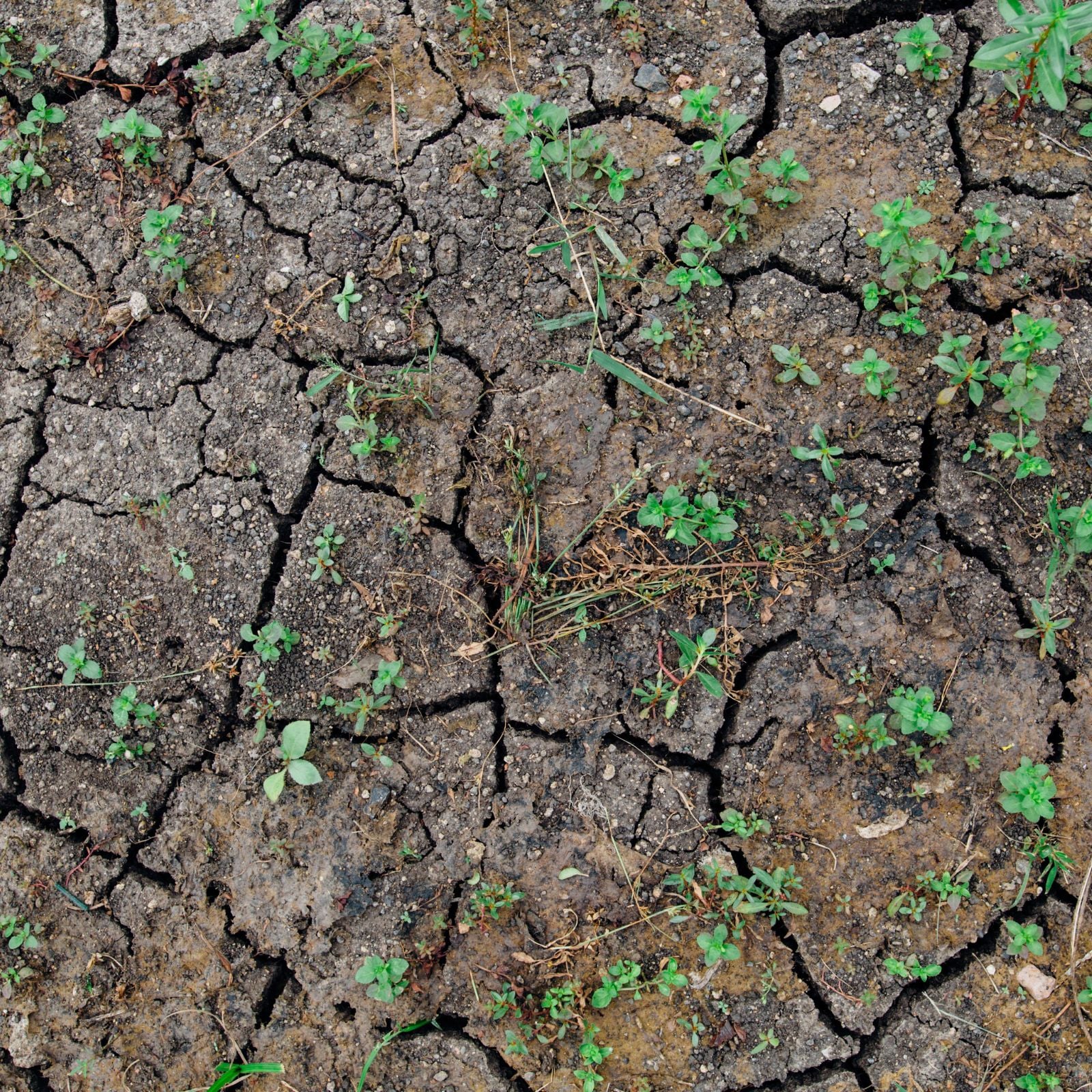 Clima. Il Cnr certifica: il 2026 è l'anno più caldo da quando si misura la temperatura. E il futuro sarà peggio