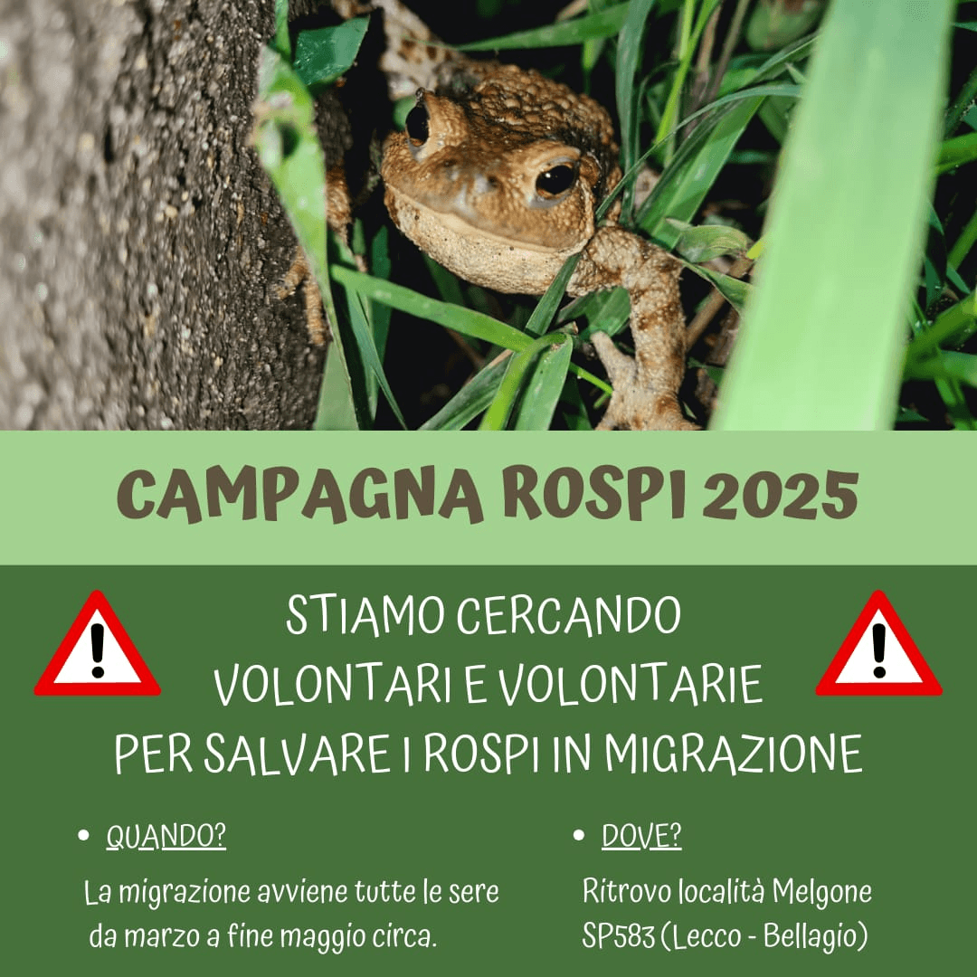 20mila rospi da salvare, l’appello di Legambiente Lecco