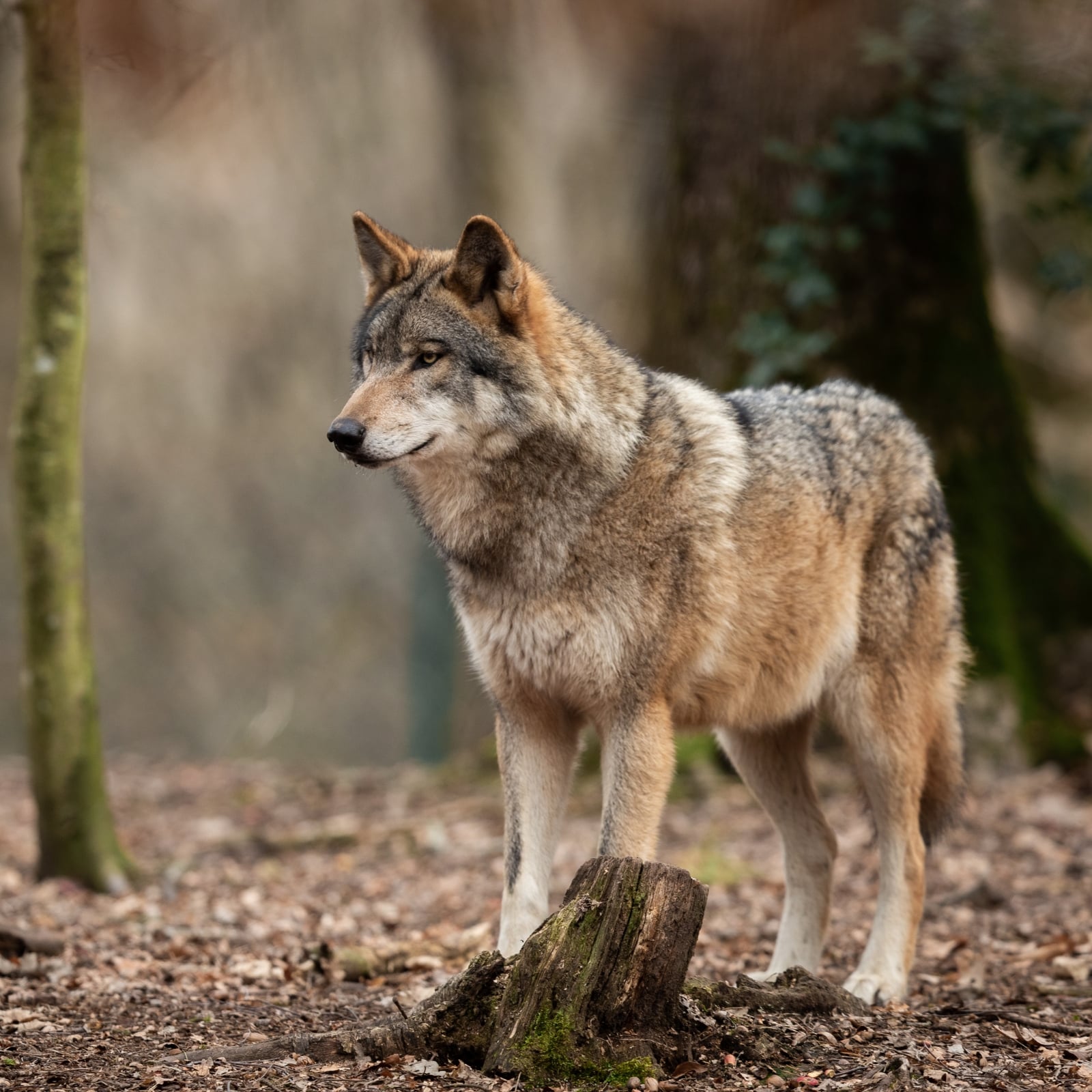 Lupo ucciso in Alto Adige: è la prima esecuzione autorizzata da un ente pubblico da 50 anni