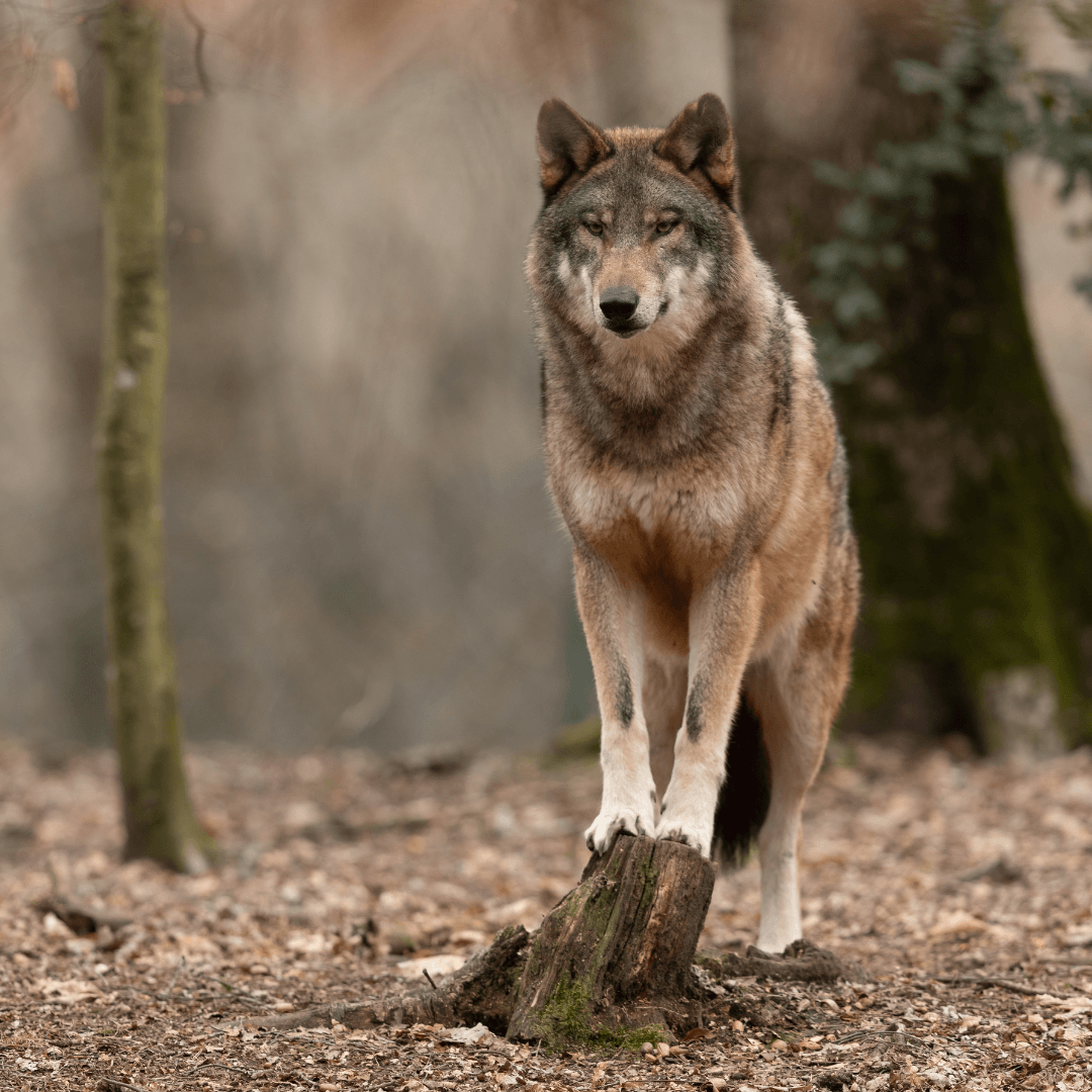 Lupo ucciso in Val Venosta, Vitturi di LAV: "Non si può sempre pensare di risolvere tutto con le armi"
