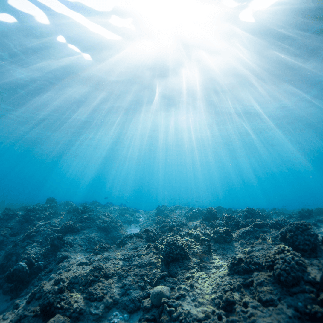 Uno studio riscrive la storia degli oceani partendo dal fossile di una microalga