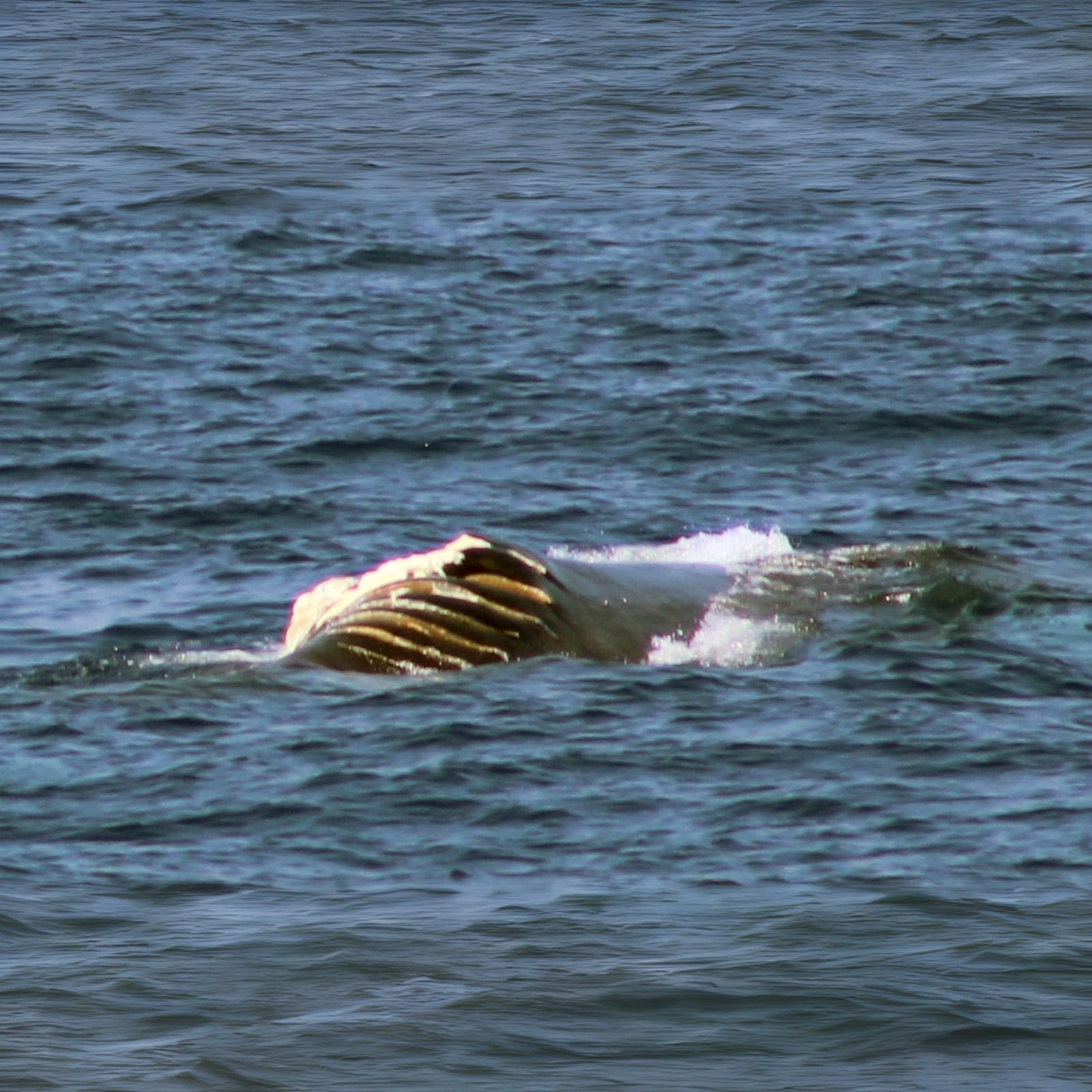 La balenottera gravemente ferita dall'impatto con le navi