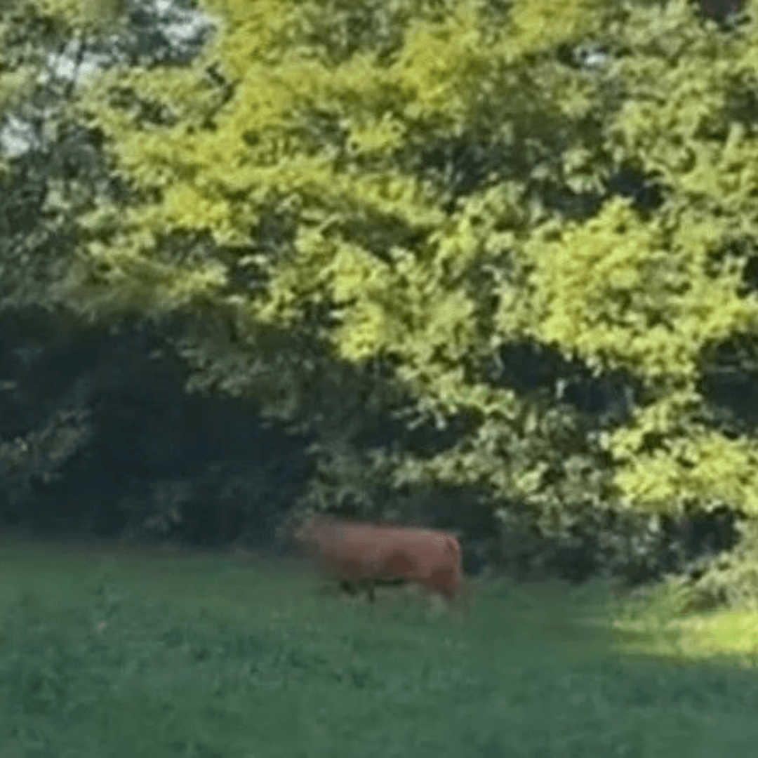 Toro in fuga da giorni da un macello in Brianza. Migliaia di firme per non abbatterlo