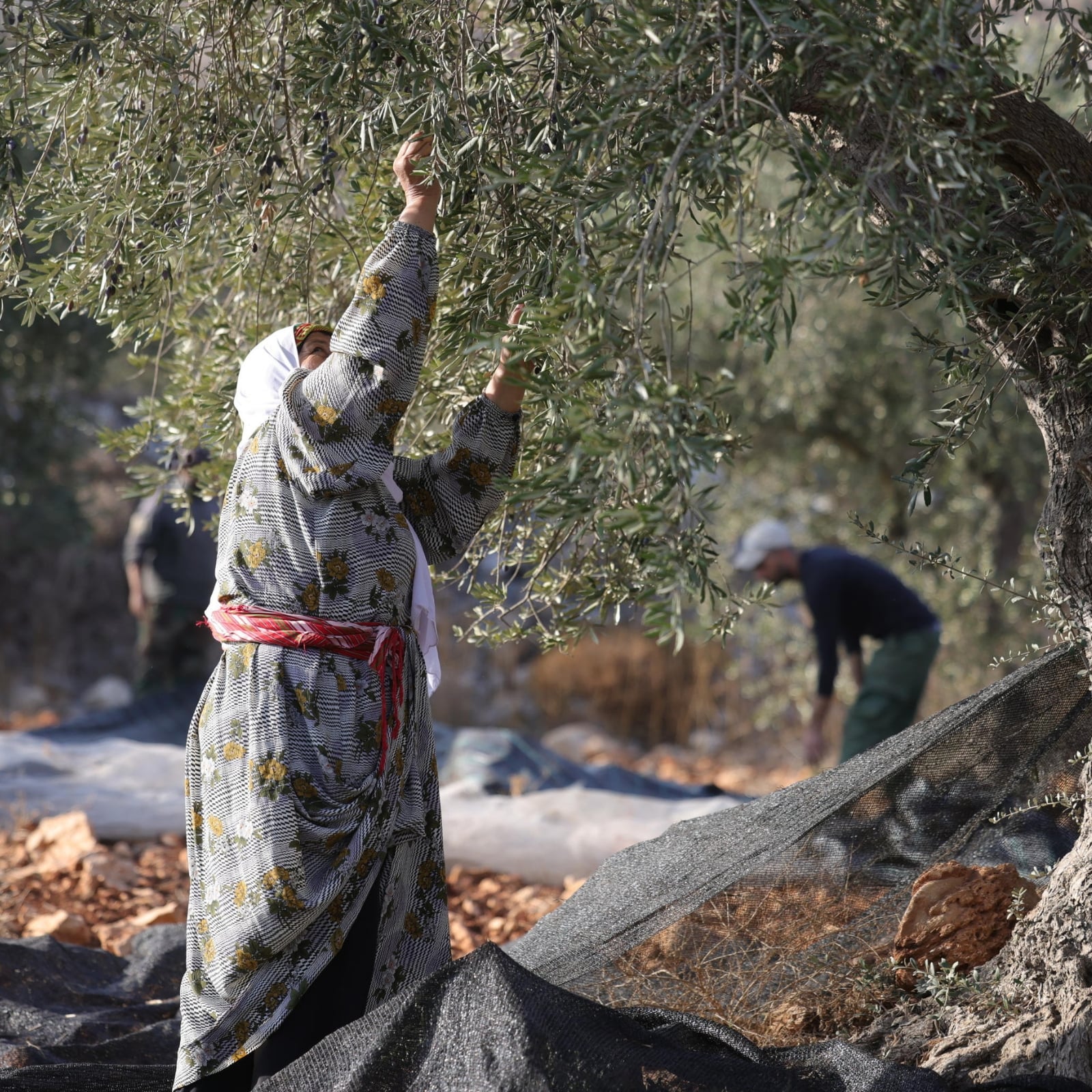 Pane, olio e libertà per la Palestina