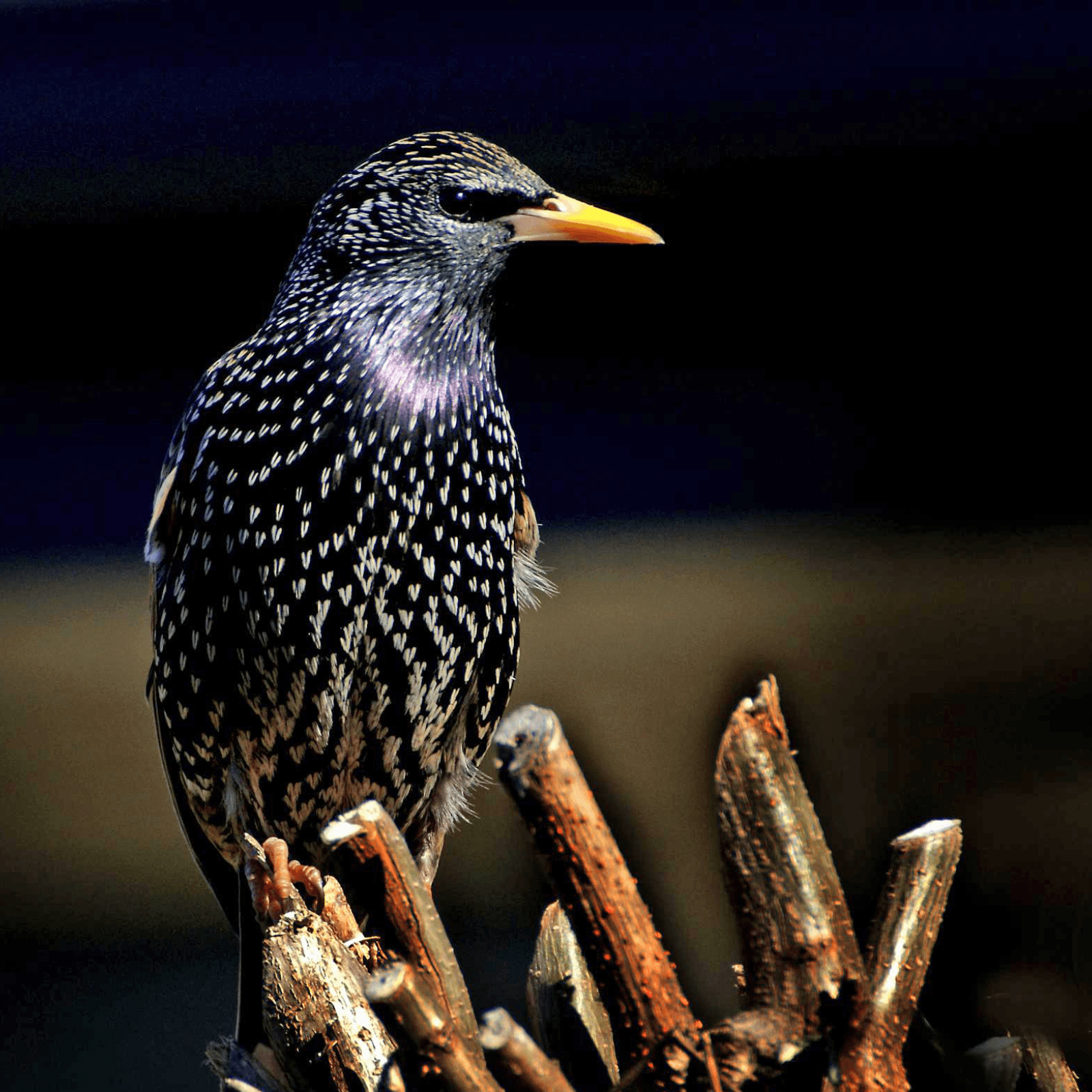Salvi fringuelli e storni: bloccata dal Consiglio di Stato la caccia “in deroga” della Lombarda
