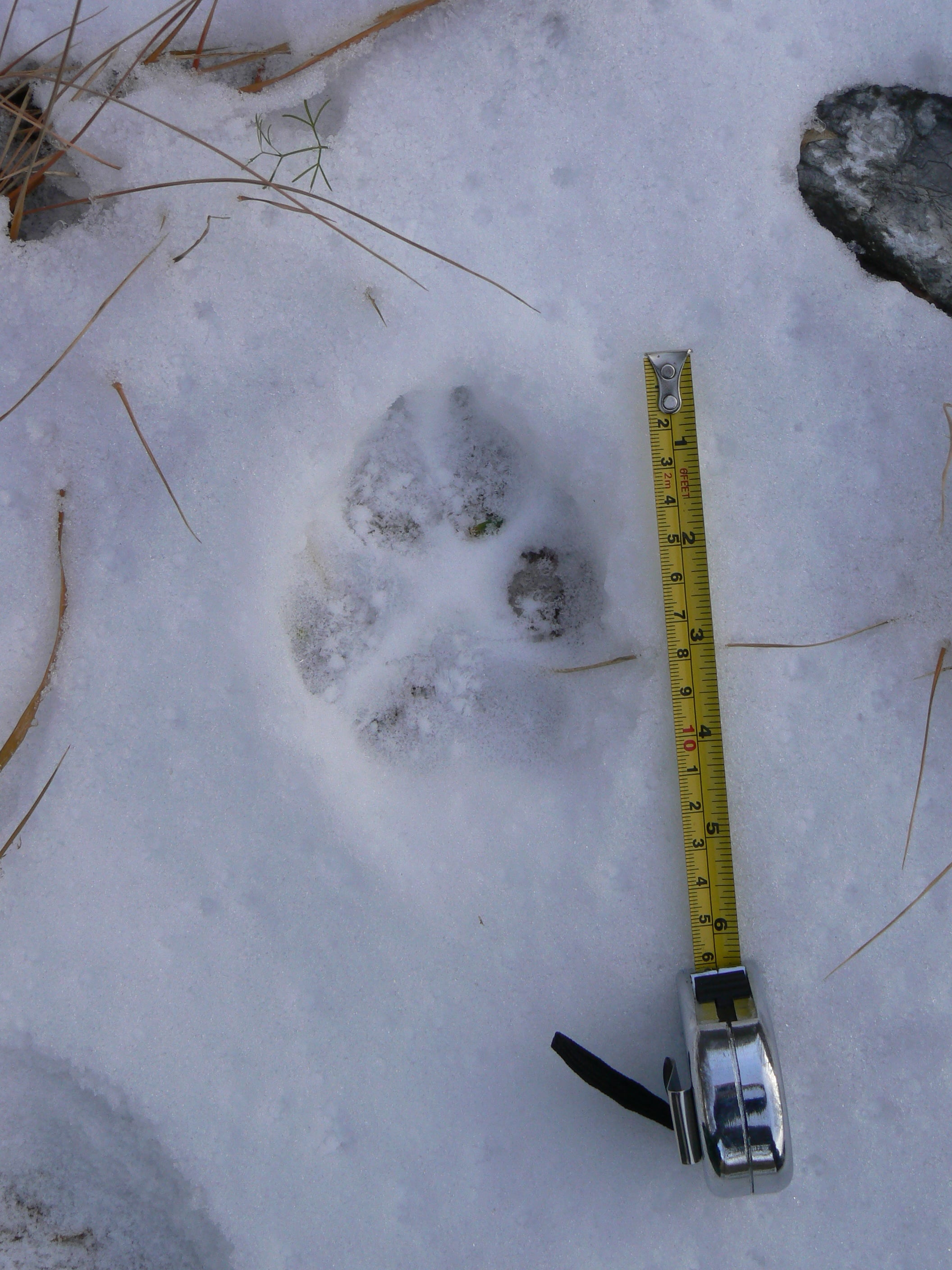 Le montagne -  “Il ritorno del selvatico” - 14/09/2025