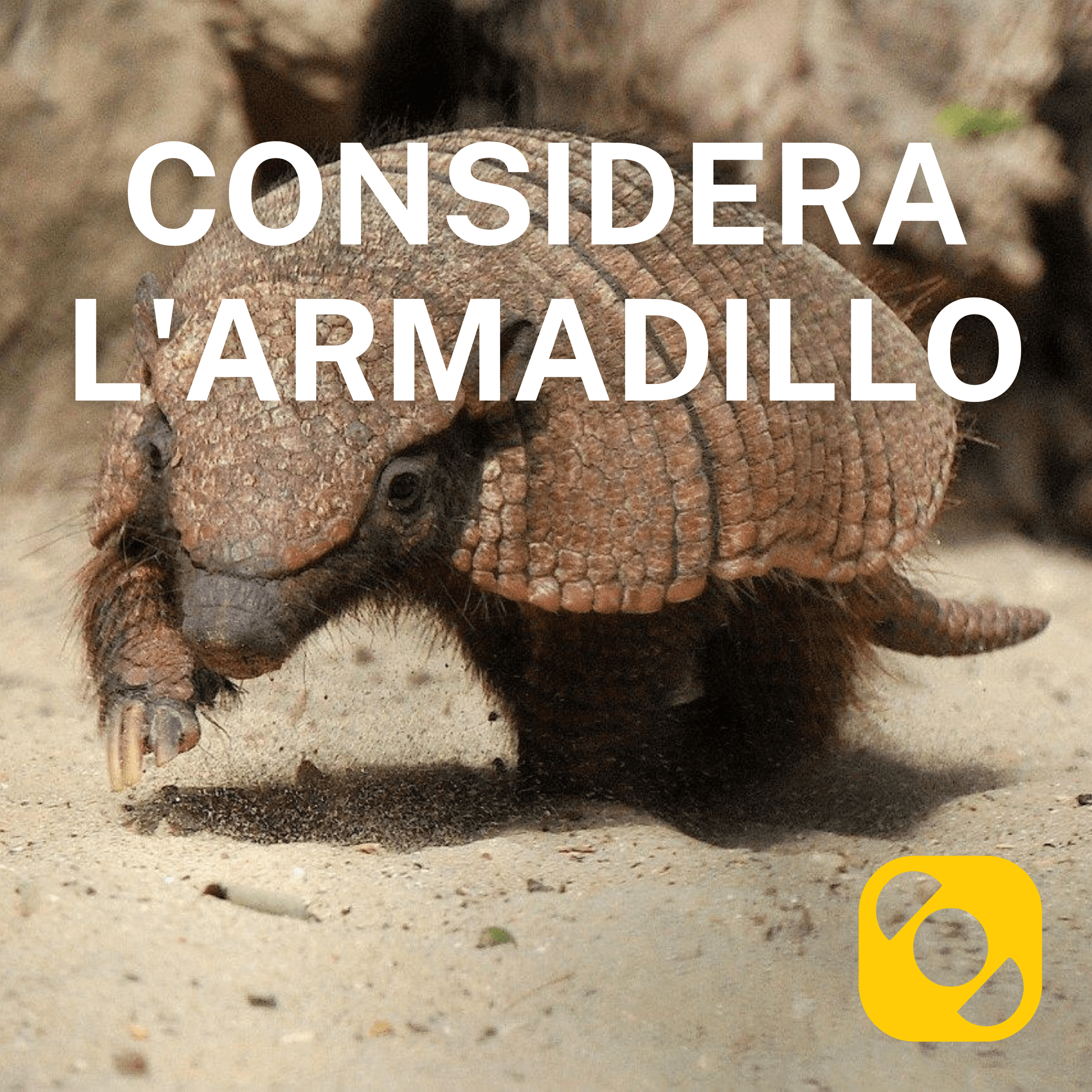 Considera l’armadillo di mercoledì 06/05/2026