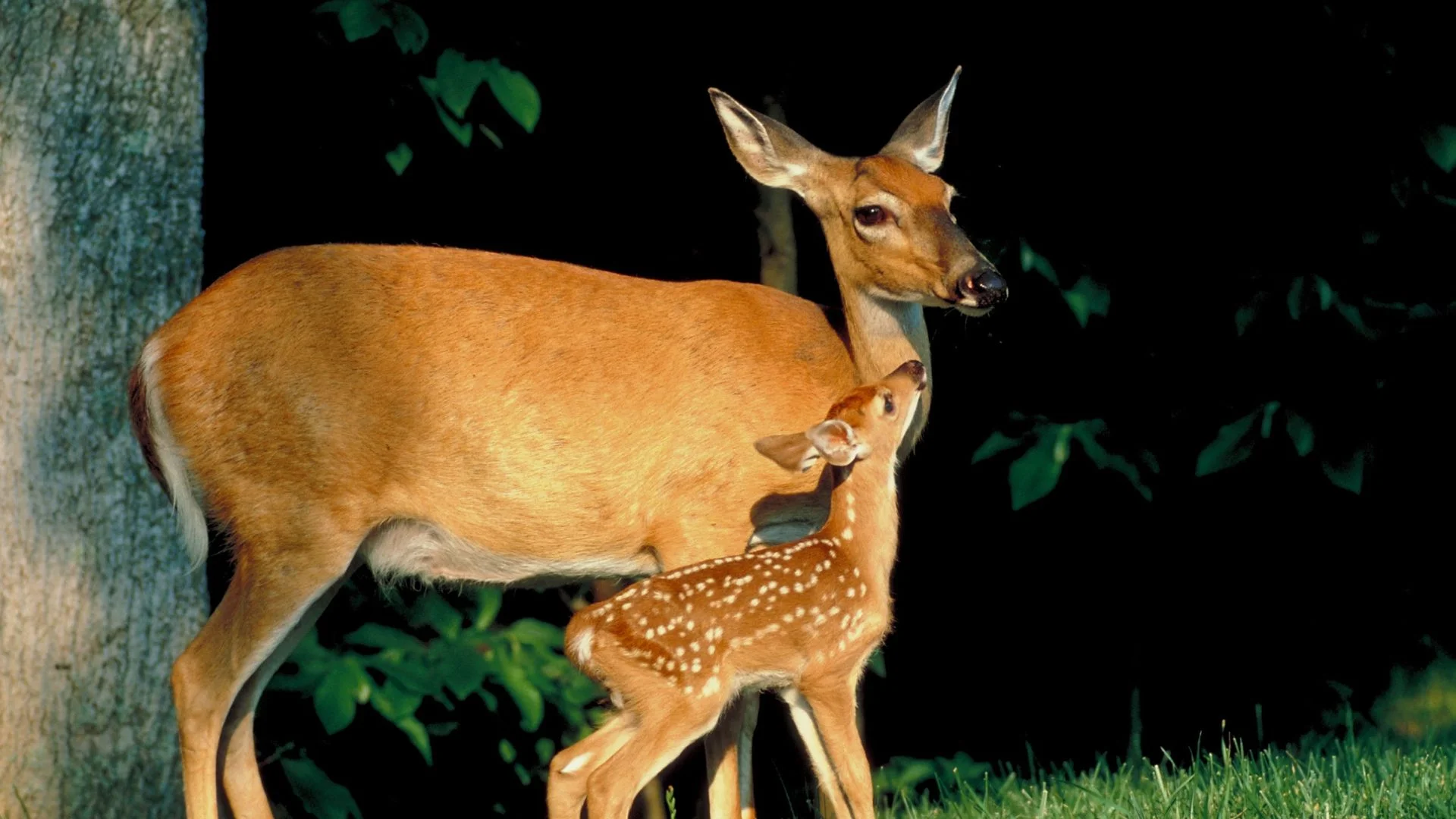 Caccia. Mamma cerbiatta con cucciolo