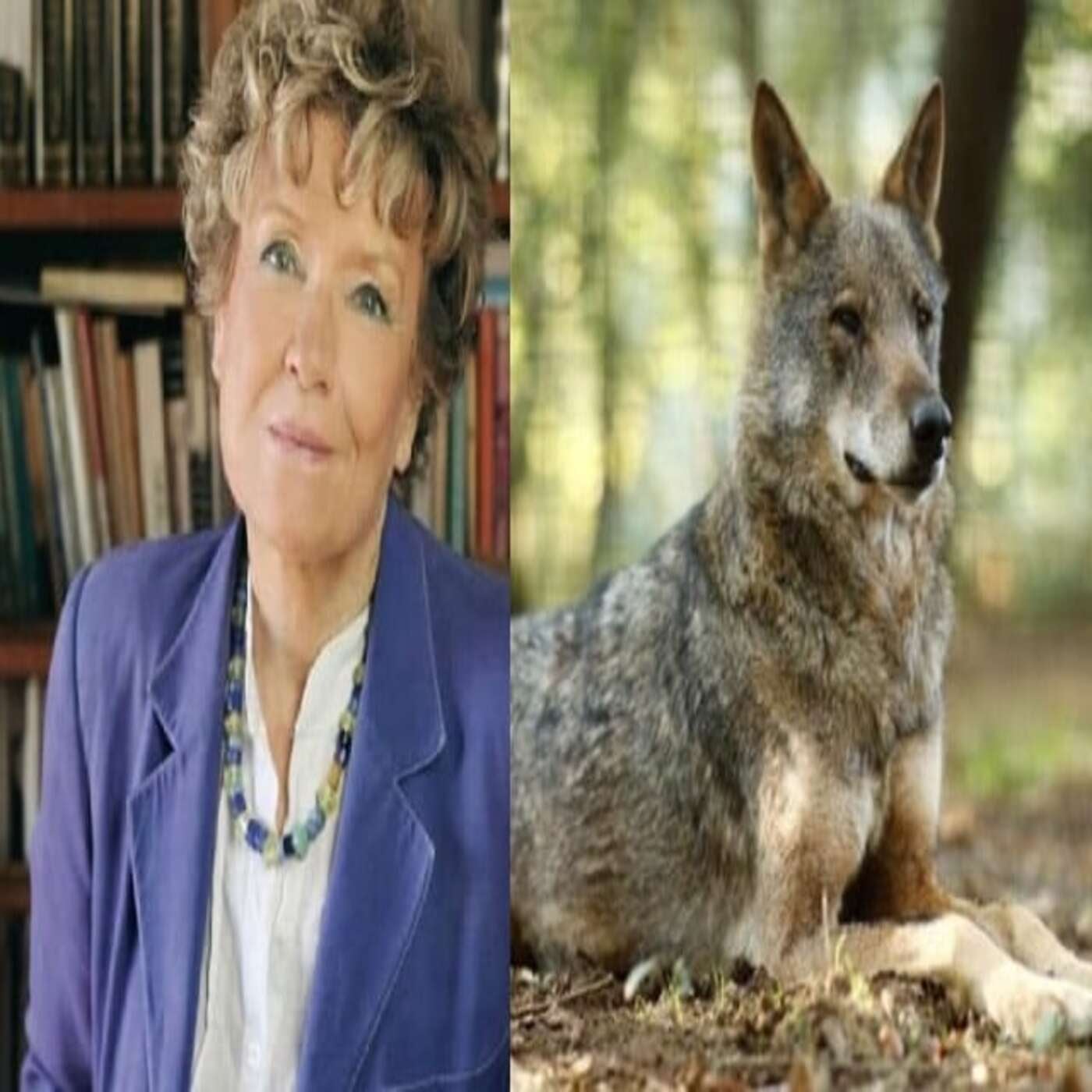 Considera l’armadillo di mercoledì 18/02/2026