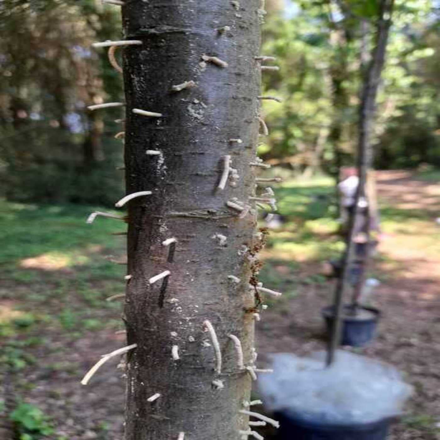 Considera l’armadillo di venerdì 27/02/2026