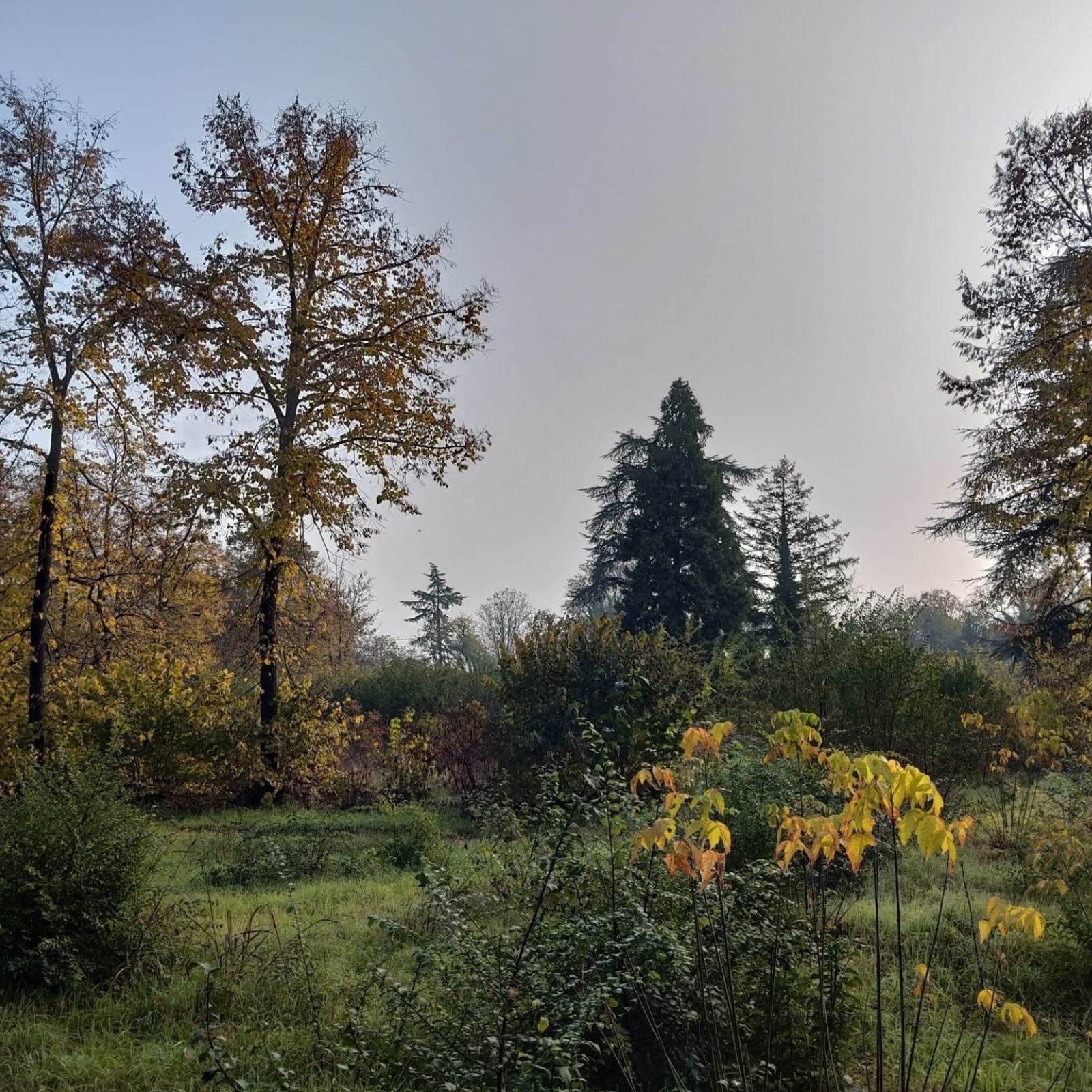 Bosco Ospizio, il polmone verde di Reggio Emilia che rischia di diventare un supermercato