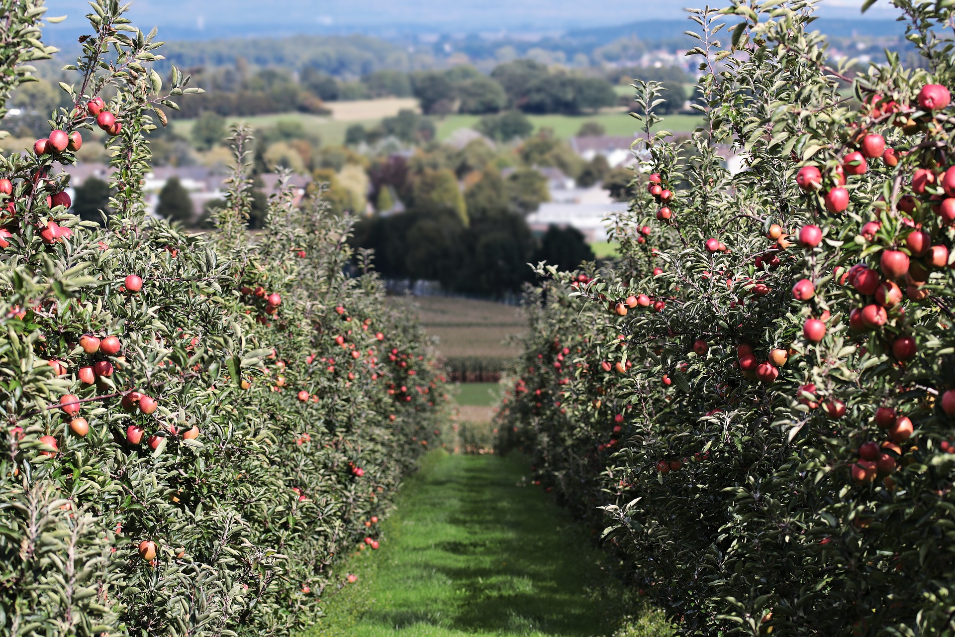 raccolta della frutta