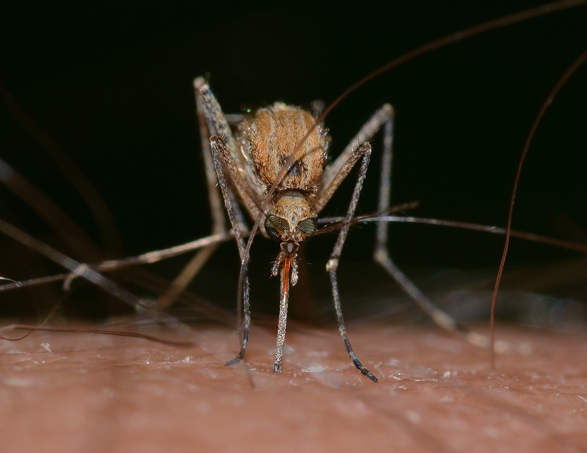 zanzara culex pipiens