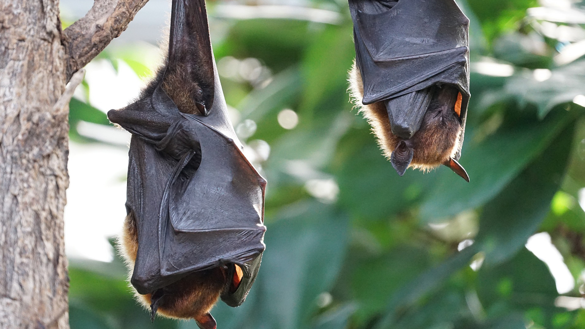 pipistrelli e coronavirus