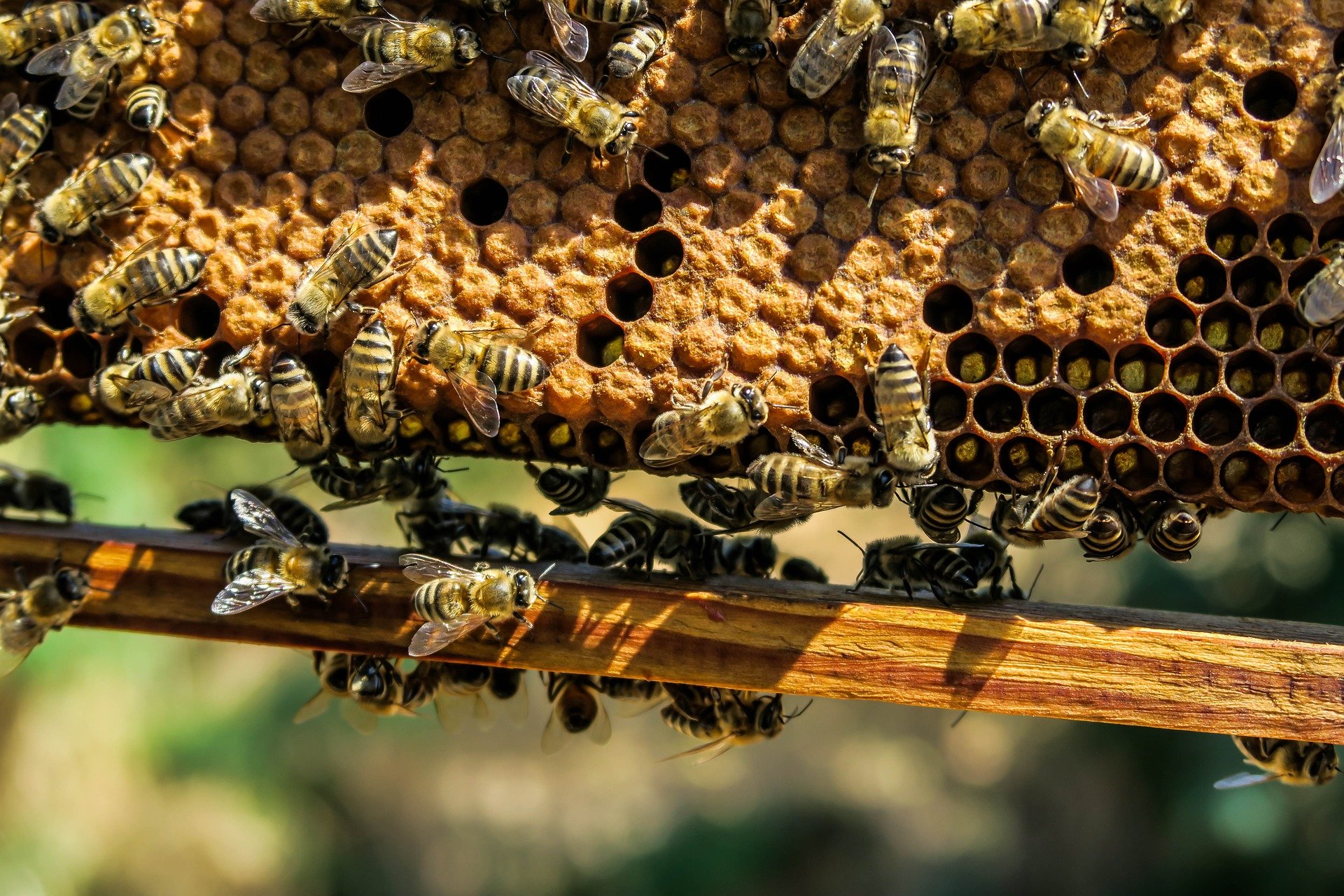 api francia pesticidi