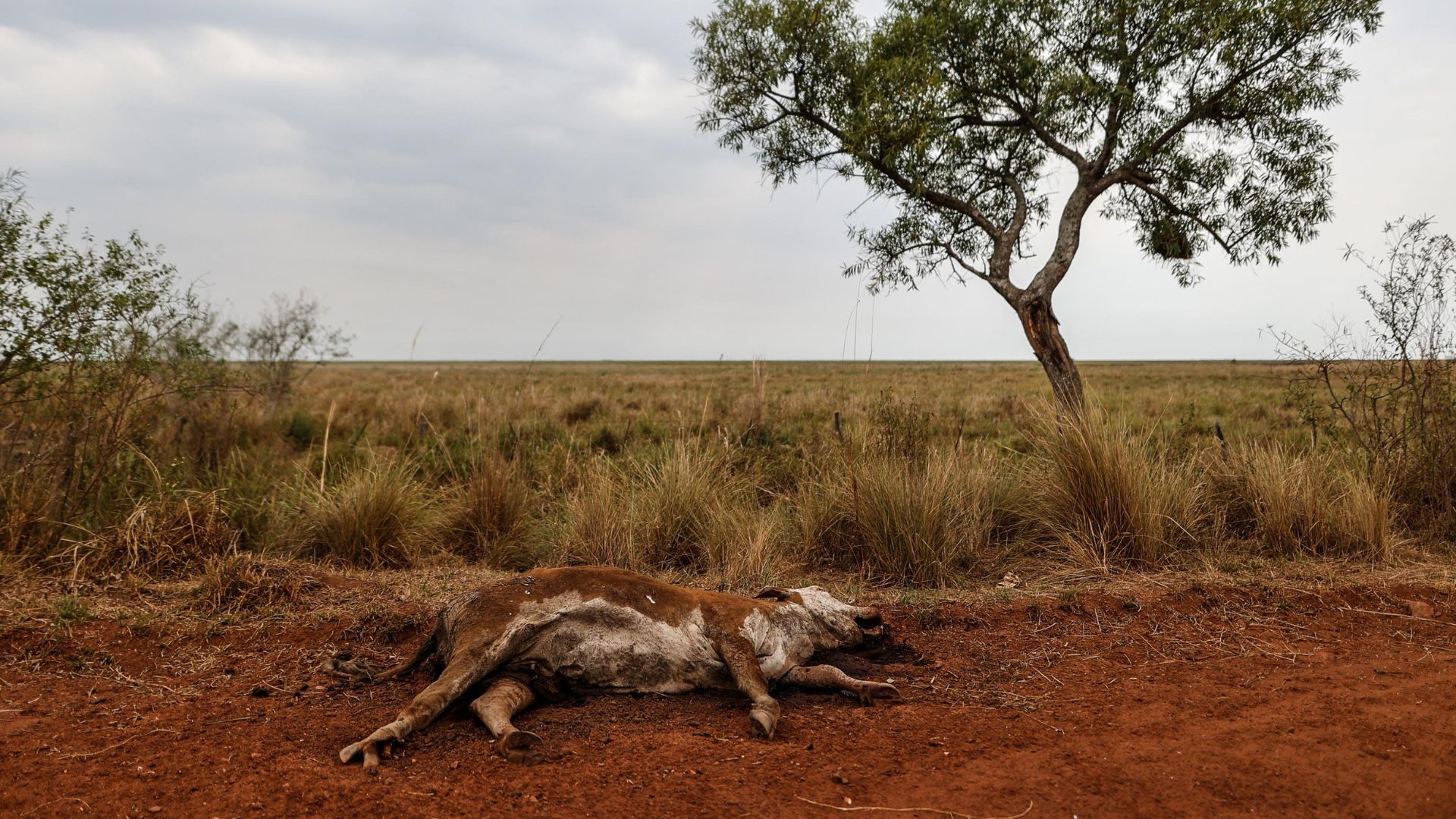 Un animale giace morto a causa della siccità in un settore colpito dagli incendi che consumano grandi aree del territorio della provincia di Corrientes, in Argentina