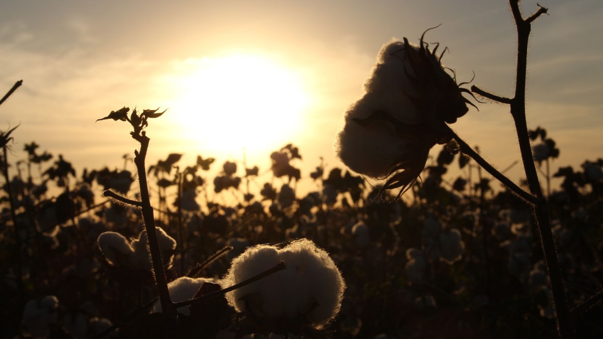 campi di cotone nel cerrado in brasile