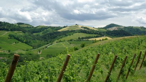 Vendemmia a rischio nell’Oltrepo pavese