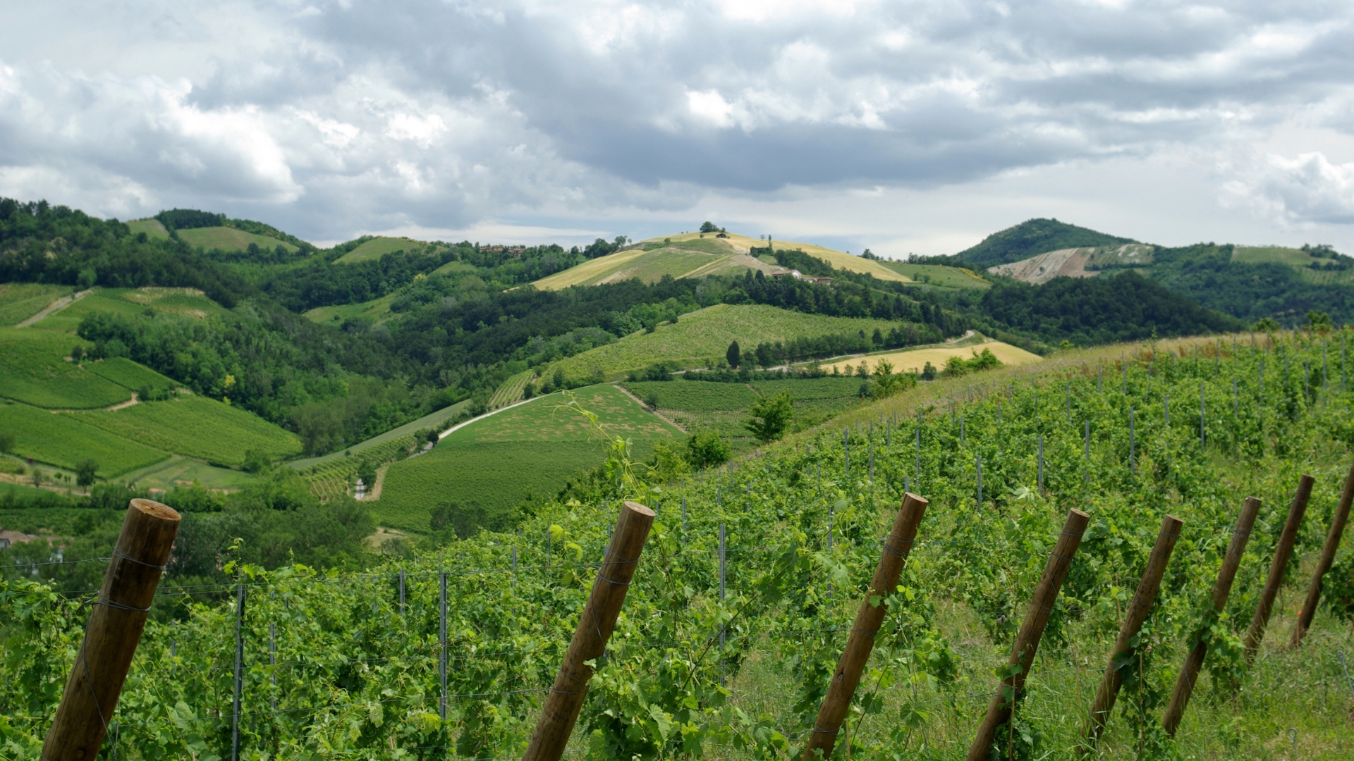 Vendemmia a rischio nell’Oltrepo pavese