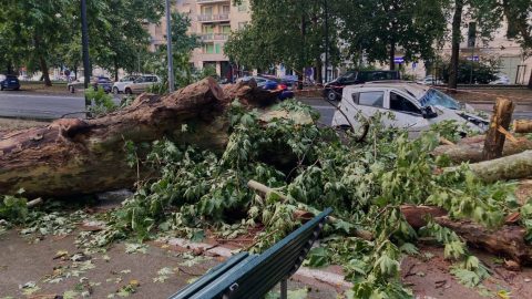 Le città vanno ripensate in funzione del verde, non malgrado. L'intervento dell’agronomo Pestalozza