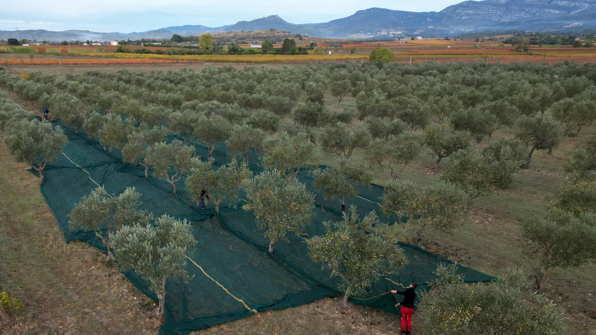 Accordo di libero scambio con il Sud America: il grande business e le preoccupazioni degli agricoltori
