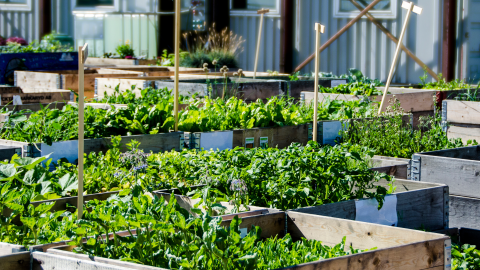 Londra, Canada: l'agricoltura urbana per garantire il diritto al cibo fresco e contrastare i cambiamenti climatici